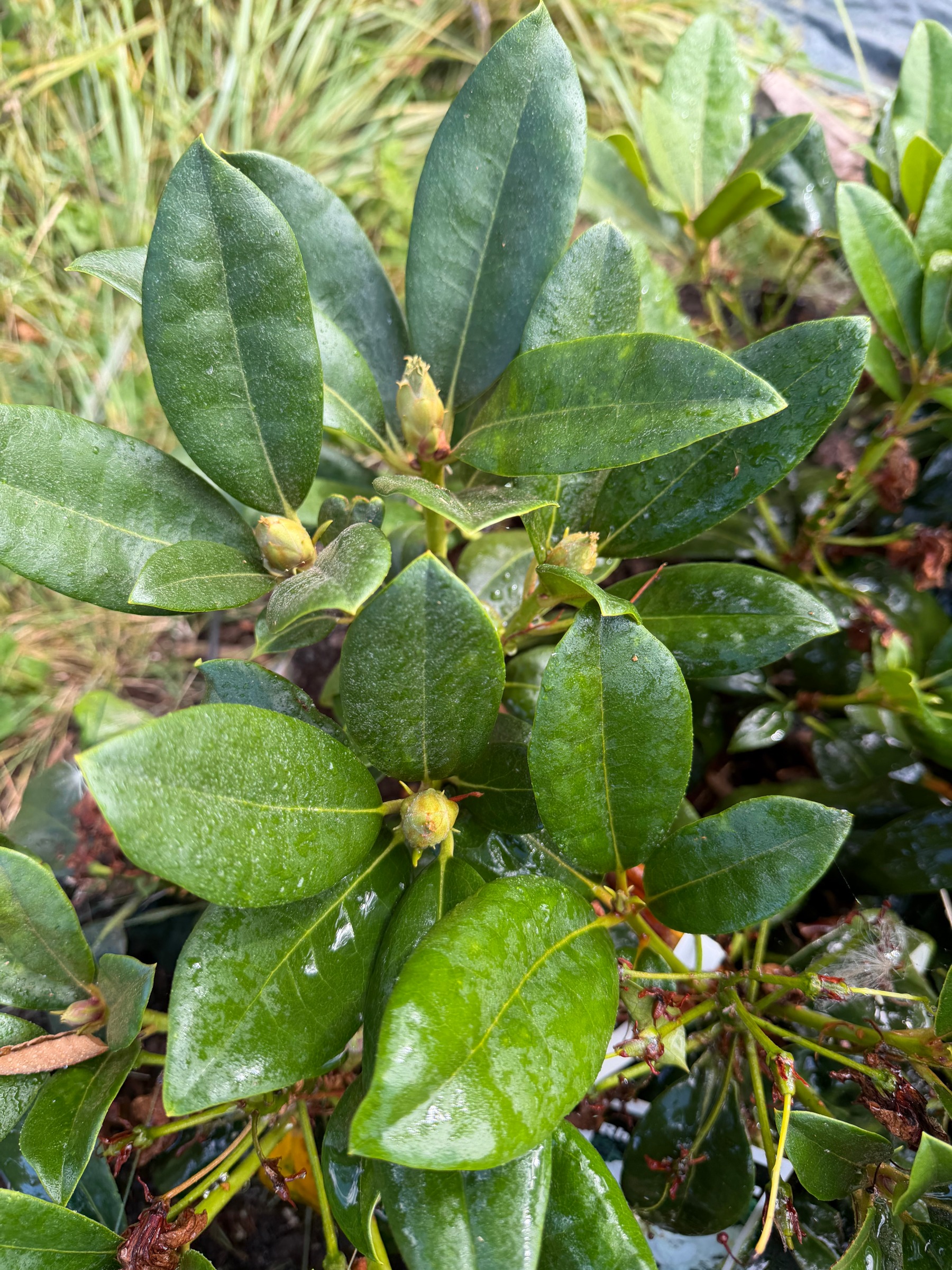 Close view of the Gomer Waterer rhododendron, its dark green leaves wet from the rain and new buds forming at the tips of several branches.